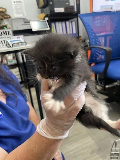 A baby small-sized male Domestic Short Hair cat named Gnocchi for adoption in Fairhope, AL