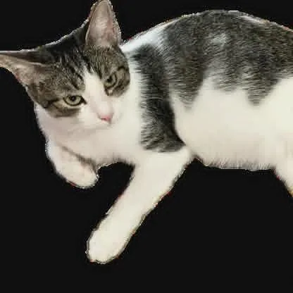 Chansee thumbnail 2