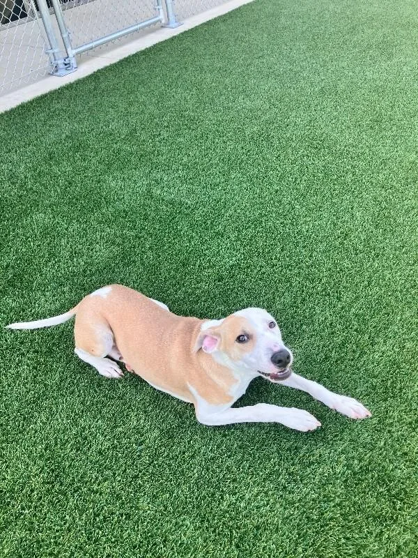 A young medium-sized female Yellow / Tan / Blond / Fawn Mixed Breed dog named Whisper for adoption in Jackson, TN