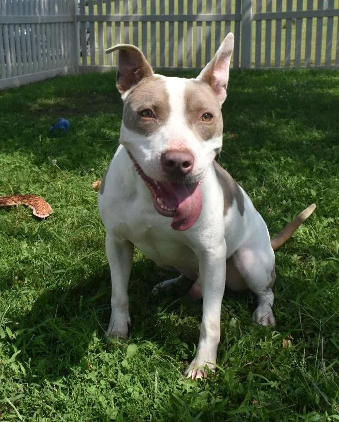 Chip Dip thumbnail 2