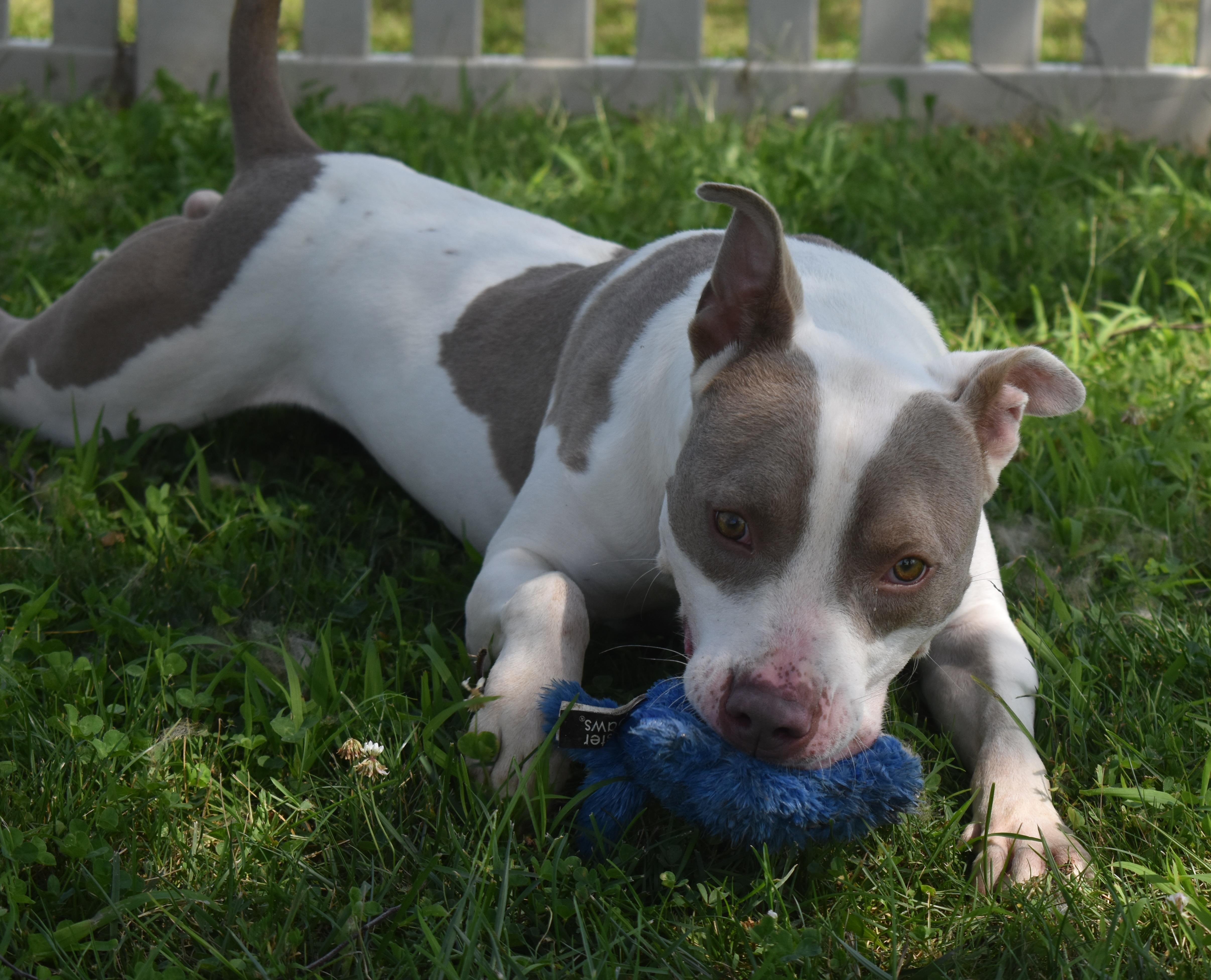 Chip Dip thumbnail 3