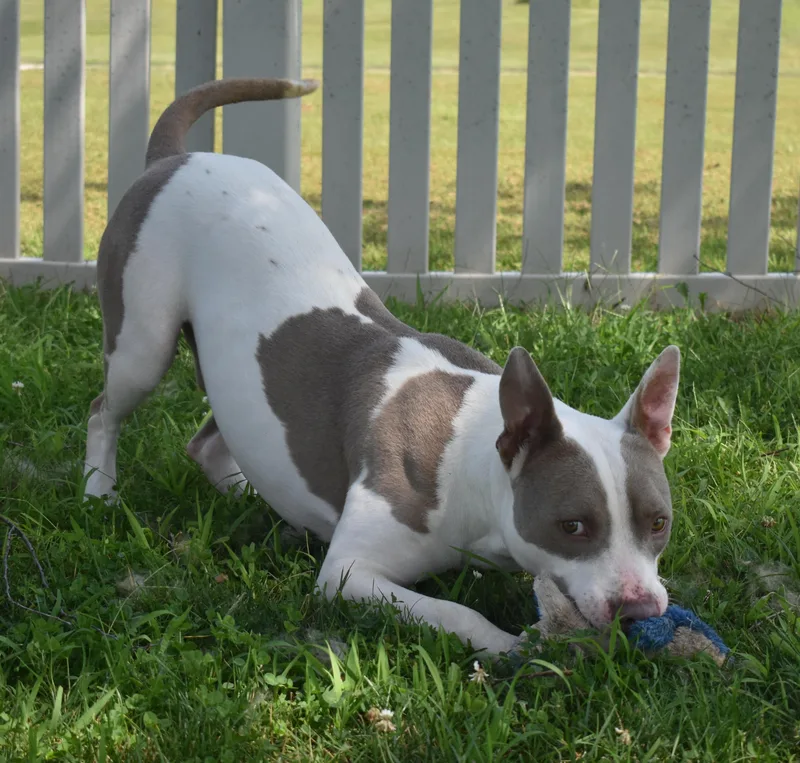 Chip Dip thumbnail 4