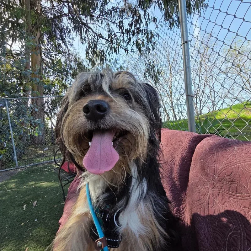 Choochoo thumbnail 2