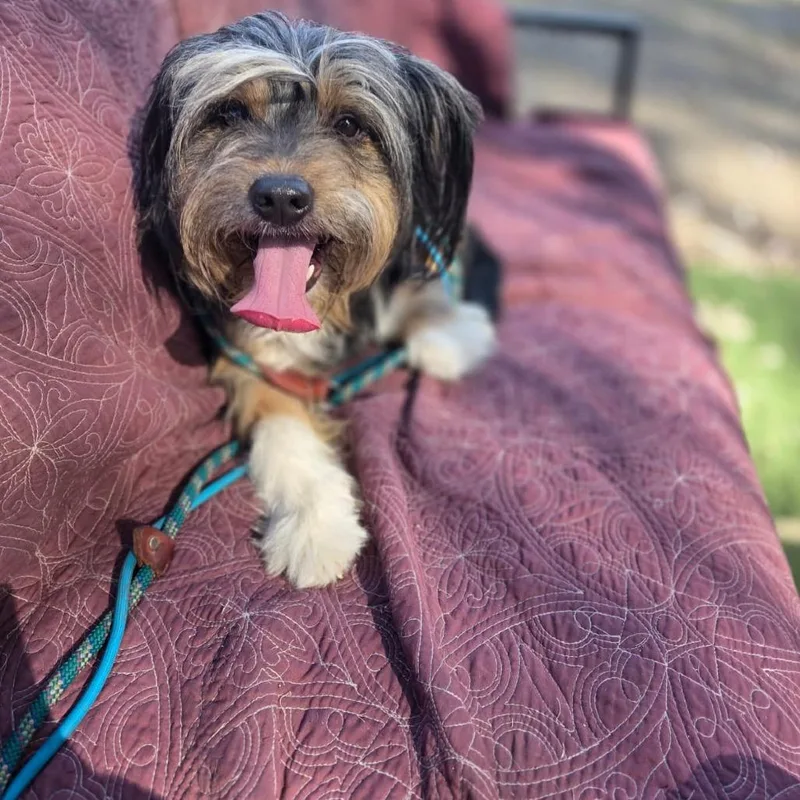 Choochoo thumbnail 3