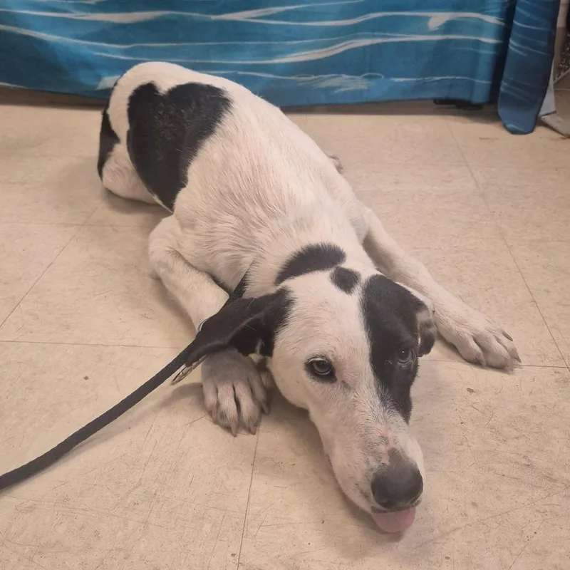 An adult medium-sized female White / Cream Mixed Breed dog named Bayou for adoption in Lake Panasoffkee, FL