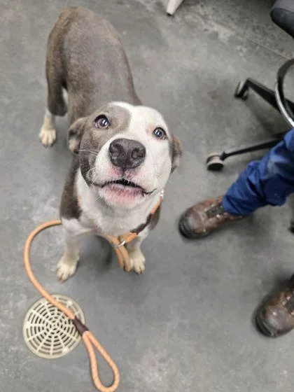 An adult medium-sized female American Staffordshire Terrier dog named B Beans for adoption in North Charleston, SC