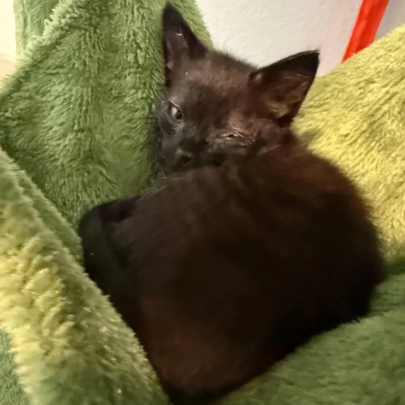 A baby small-sized female Domestic Short Hair cat named Trinket for adoption in Veneta, OR
