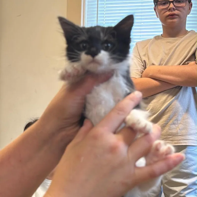 A baby small-sized male Domestic Medium Hair cat named WallE for adoption in Pasadena , MD