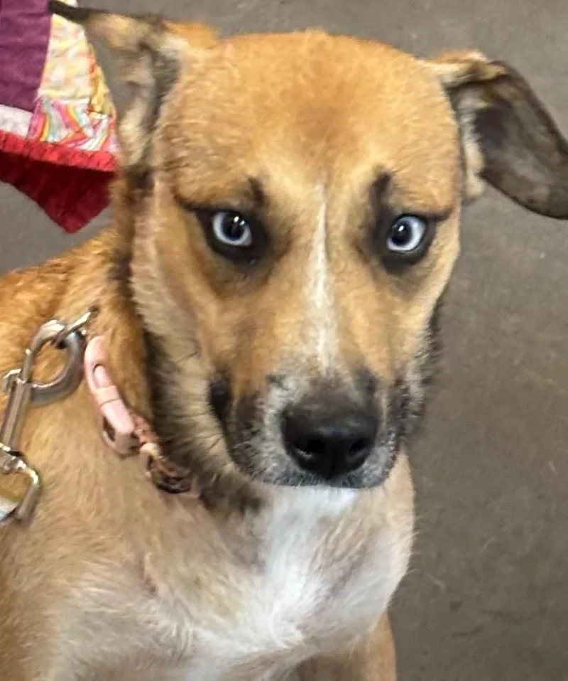 A young large-sized female Mixed Breed dog named Sadie for adoption in Elizabethton, TN