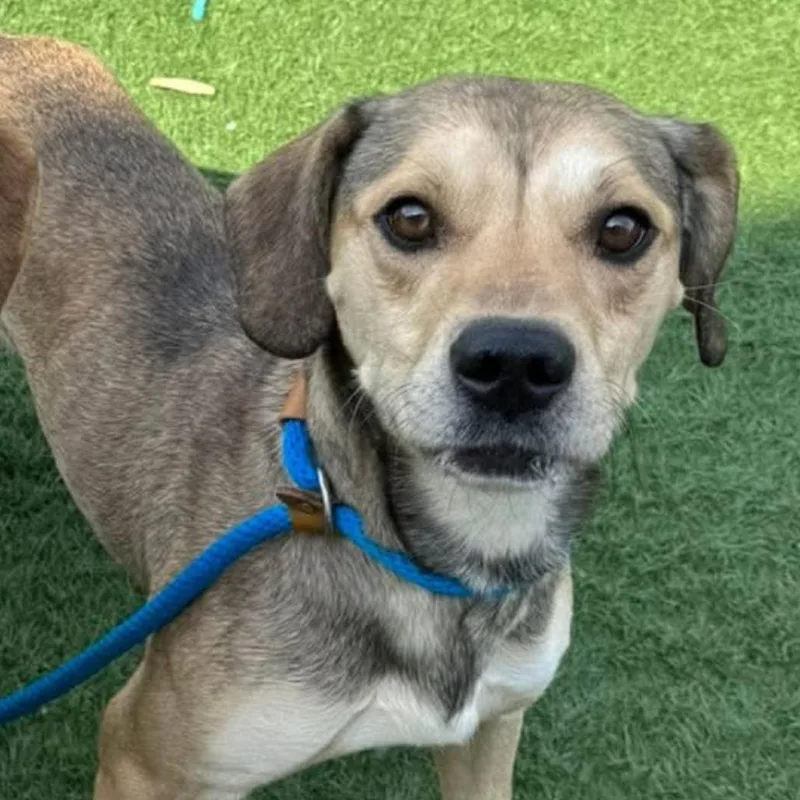 Sam Eagle thumbnail 2