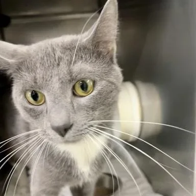 A young medium-sized male American Shorthair cat named Rocky for adoption in Danbury, CT