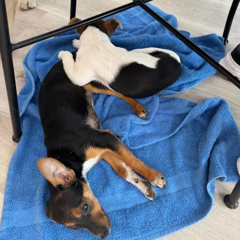 A baby small-sized male Miniature Pinscher dog named Prince for adoption in North Las Vegas, NV