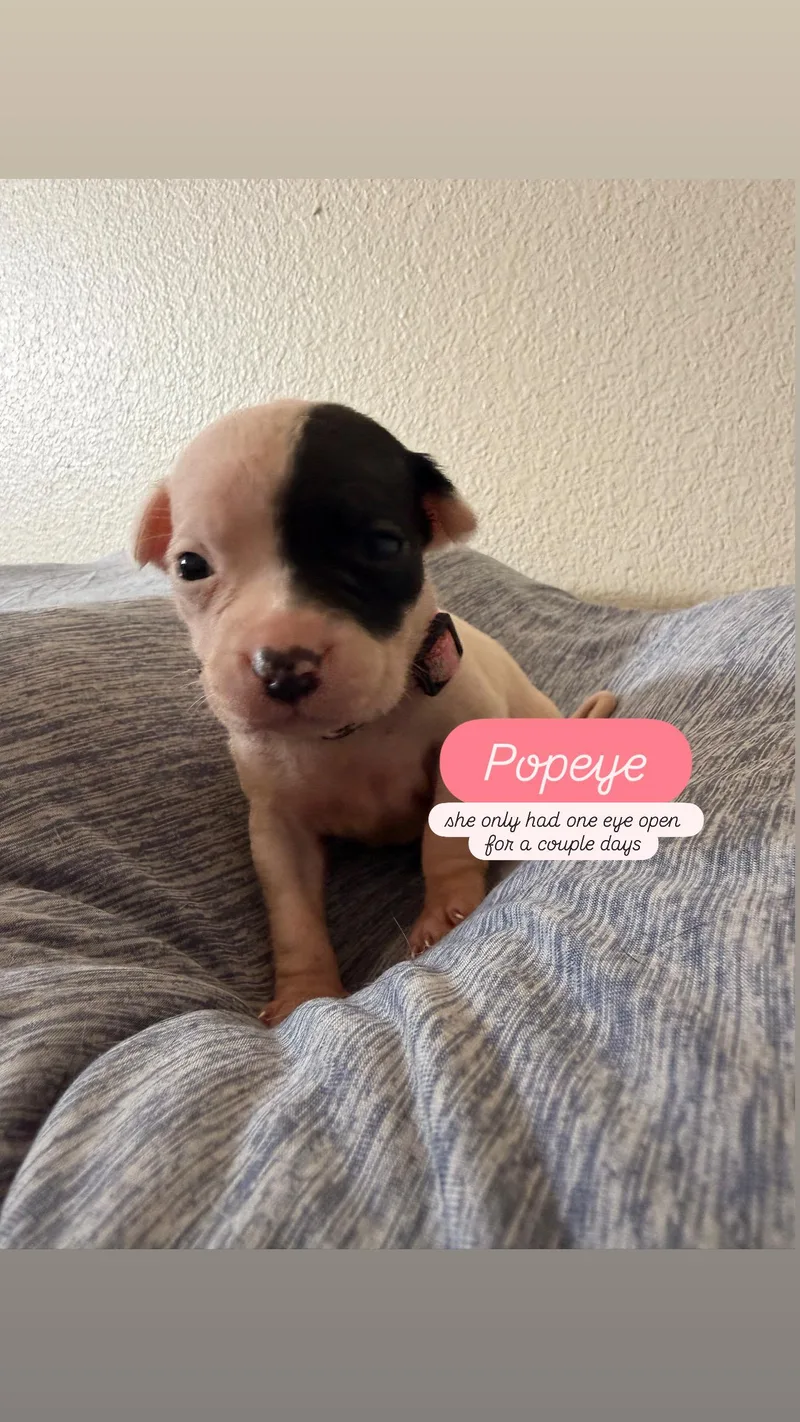 Puppy P And Siblings thumbnail 2