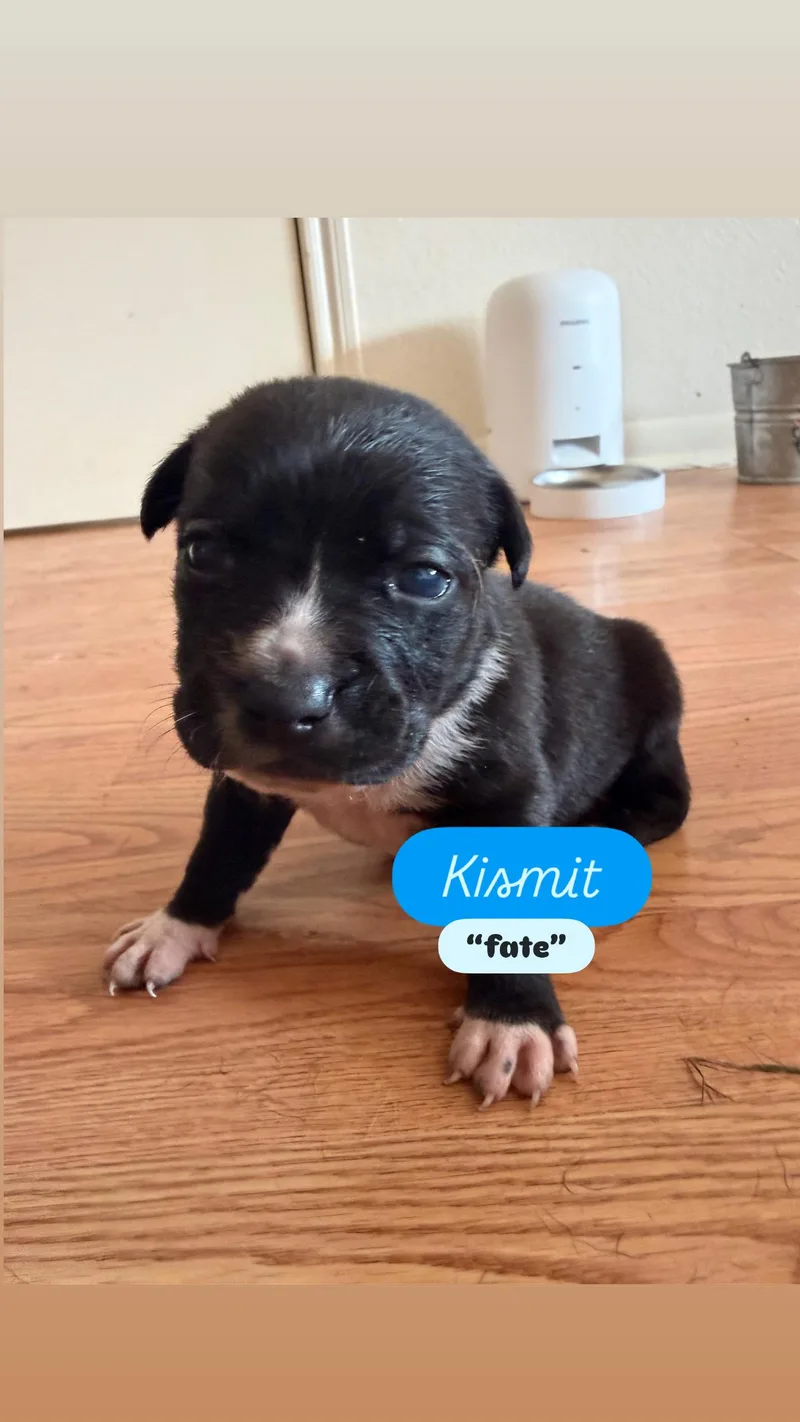 Puppy P And Siblings thumbnail 3