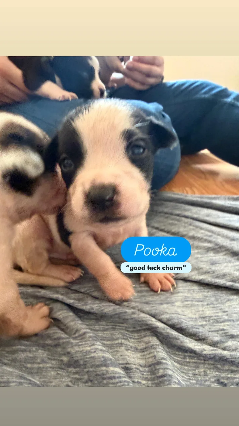 Puppy P And Siblings thumbnail 4