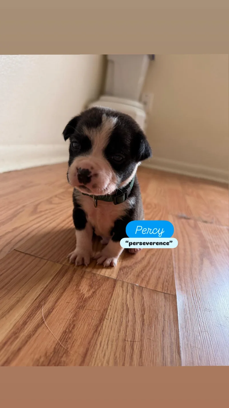 Puppy P And Siblings thumbnail 5