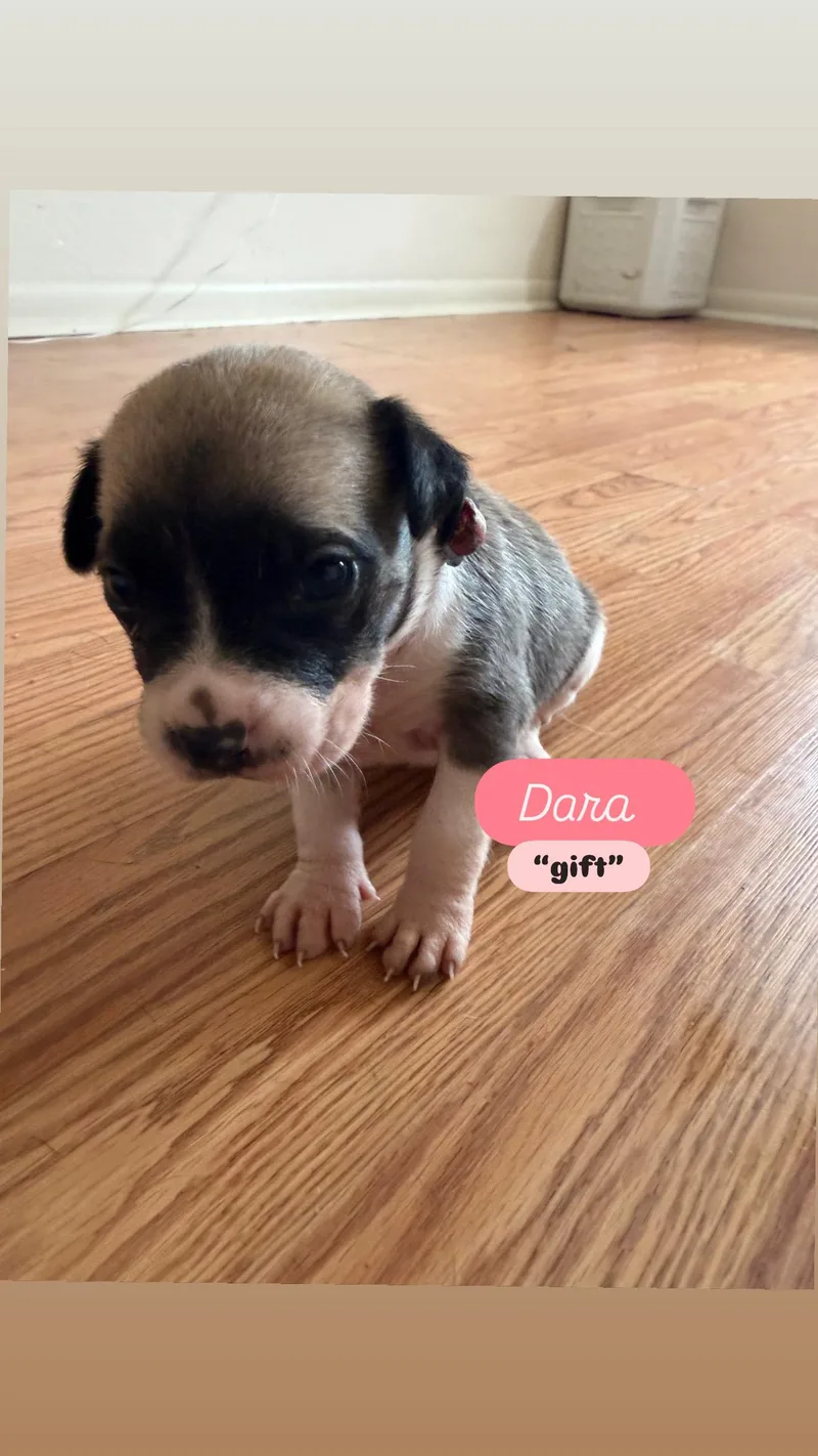 Puppy P And Siblings thumbnail 6