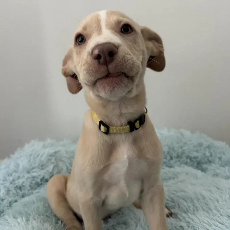A baby medium-sized male Apricot / Beige American Staffordshire Terrier dog named Buttercup for adoption in South Houston, TX