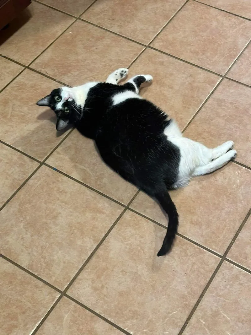 Harley Quinn thumbnail 2