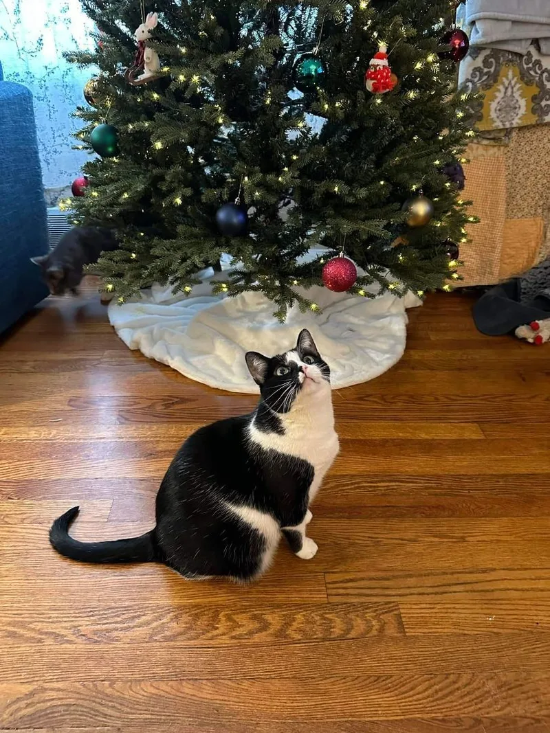 Harley Quinn thumbnail 3