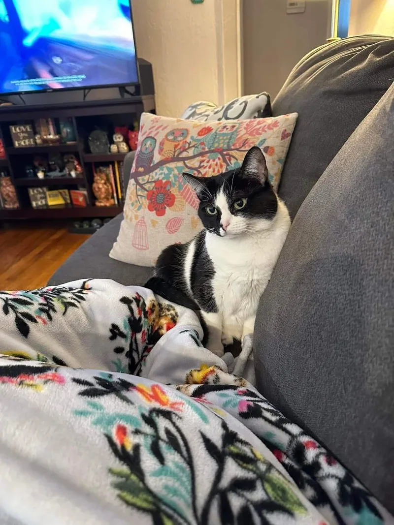 Harley Quinn thumbnail 4