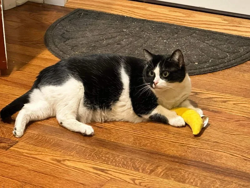 Harley Quinn thumbnail 5