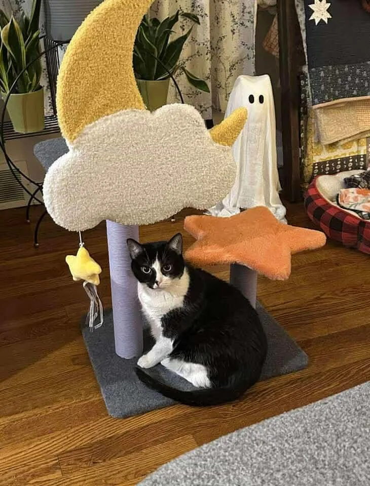 Harley Quinn thumbnail 6