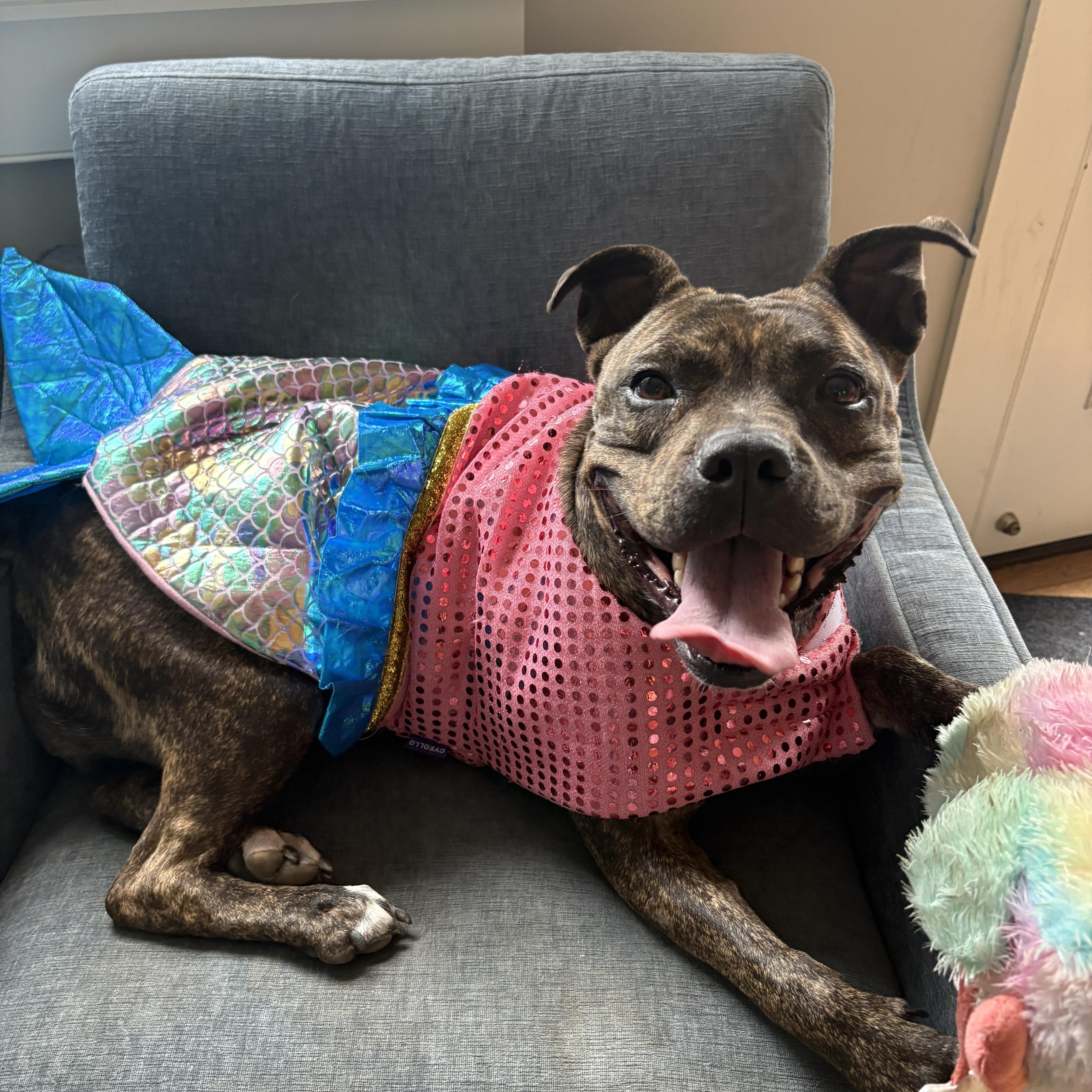 An adult medium-sized female Brindle Boxer dog named Rebel for adoption in New Boston, NH