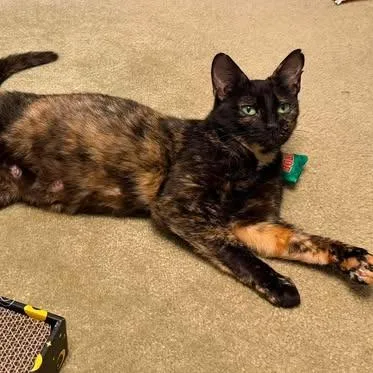 A young small-sized female Tortoiseshell Domestic Short Hair cat named Queenie for adoption in Brevard, NC