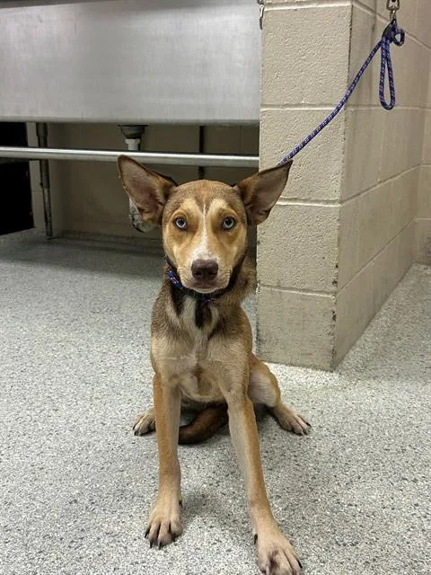 A young small-sized female Siberian Husky dog named Athena for adoption in Conroe, TX