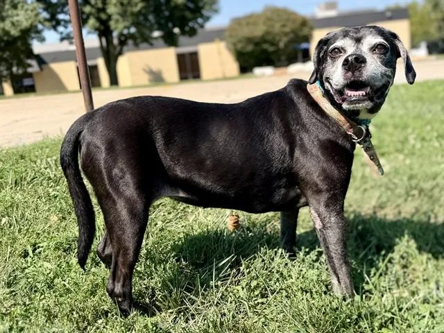 A senior medium-sized female Boxer dog named Lucille for adoption in Olivette, MO