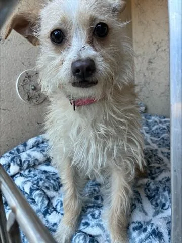 A young small-sized female Terrier dog named Rhonda for adoption in Salinas, CA