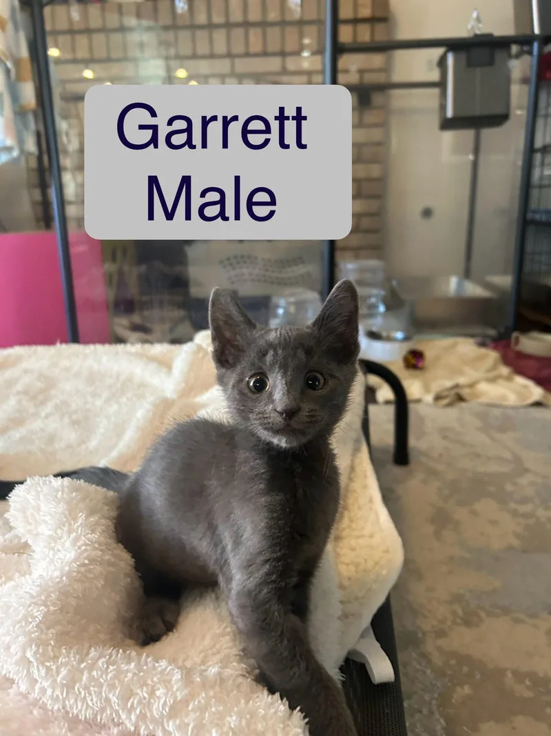 A baby small-sized male Russian Blue cat named Garrett for adoption in El Centro, CA