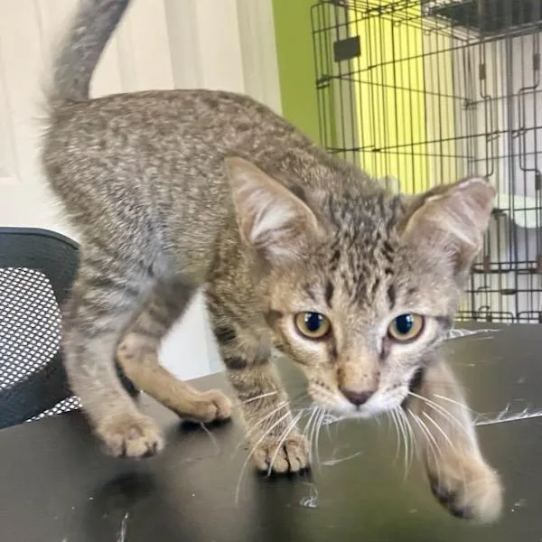 A baby small-sized male Brown / Chocolate Domestic Short Hair cat named Louie for adoption in Waco, TX
