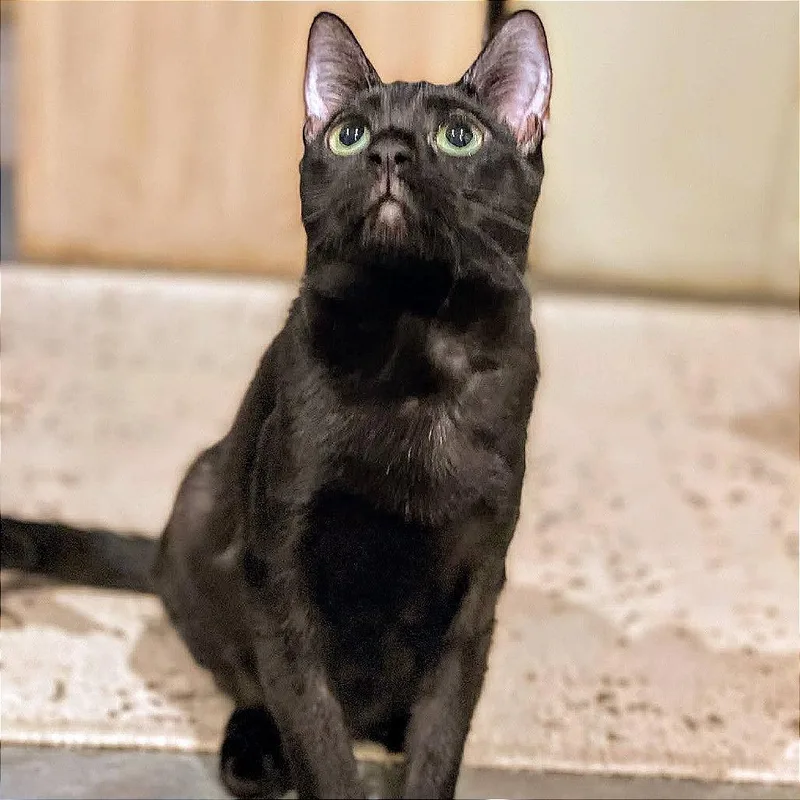 A young small-sized female Black Domestic Short Hair cat named How You Bean for adoption in Boerne, TX