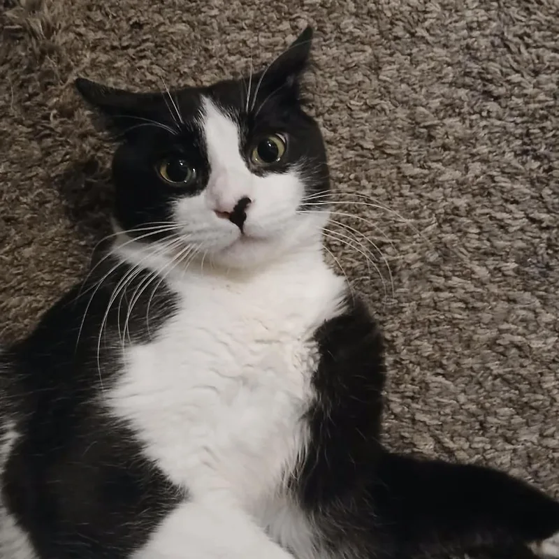 A young small-sized male Black Domestic Short Hair cat named Blackberry for adoption in Layton, UT