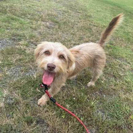 An adult medium-sized female Yellow / Tan / Blond / Fawn Terrier dog named Lacey for adoption in Wake Forest, NC