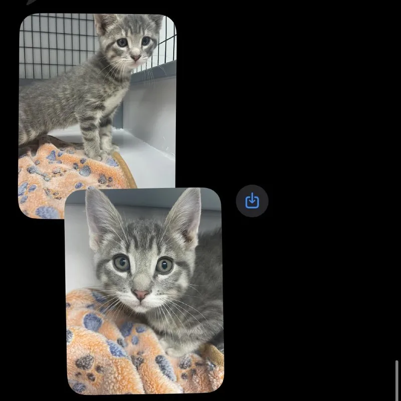 A baby small-sized male Gray / Blue / Silver Domestic Short Hair cat named Male   Gray for adoption in Shelbyville, IL