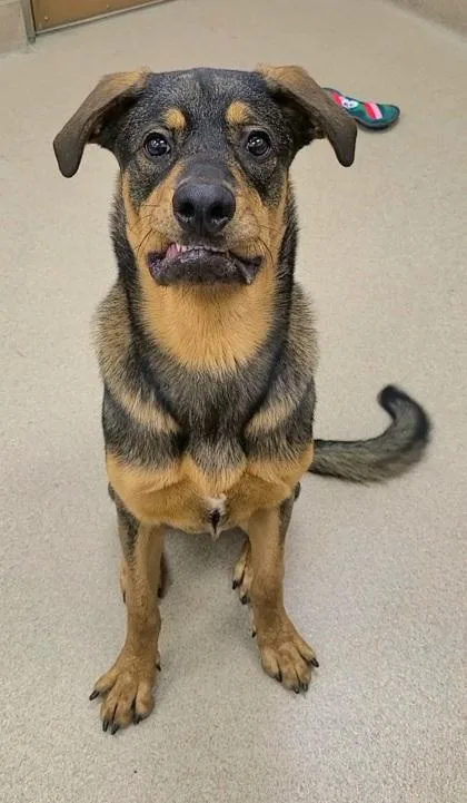 An adult large-sized male Rottweiler dog named Chip for adoption in Phoenix, AZ