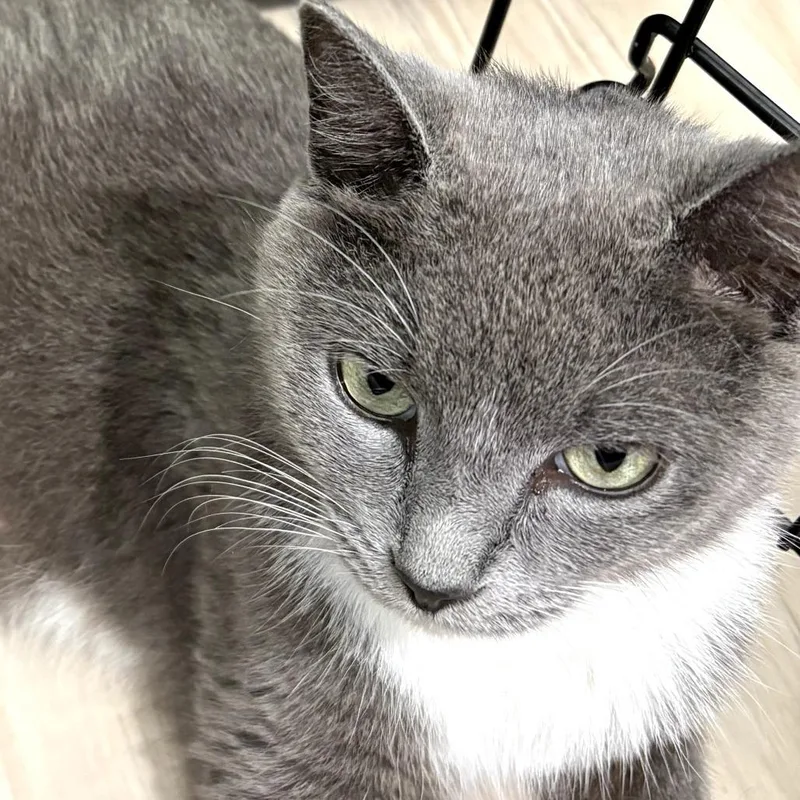 A young small-sized female Gray / Blue / Silver Domestic Short Hair cat named Funnel Cake for adoption in Delaware, OH