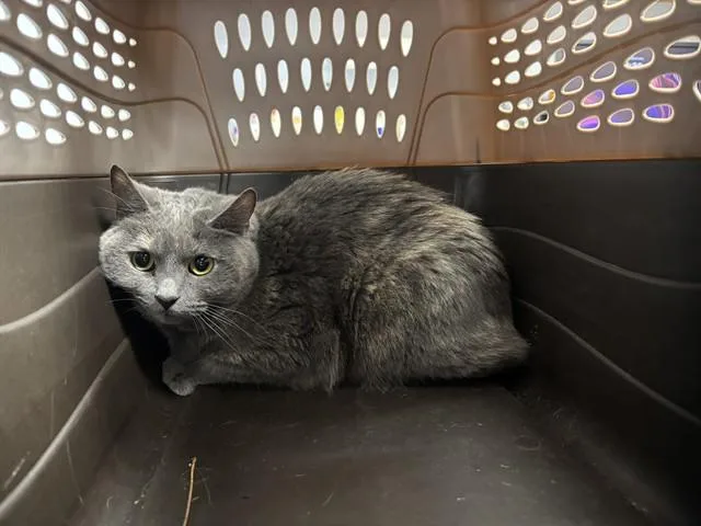 An adult medium-sized female Domestic Short Hair cat named Nala for adoption in Ames, IA