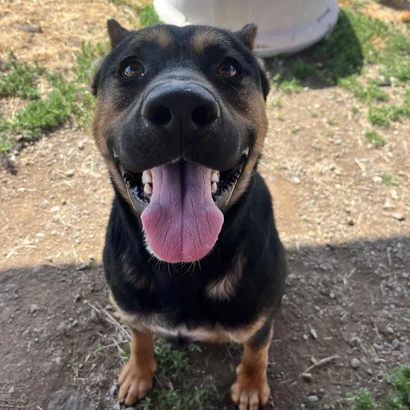An adult large-sized male Black Mixed Breed dog named Hamilton for adoption in Spokane, WA