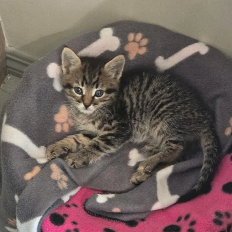 A baby small-sized male Brown / Chocolate Domestic Short Hair cat named Tyson for adoption in Upland, CA