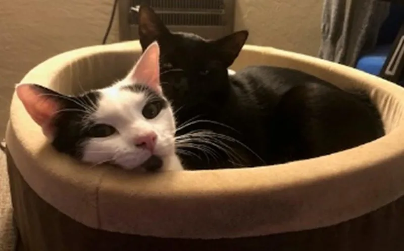 Pumpkin Pie thumbnail 3