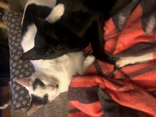 Pumpkin Pie thumbnail 4