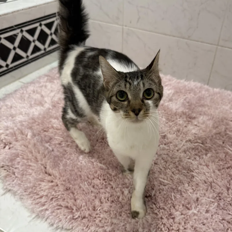A young medium-sized female Domestic Short Hair cat named Nugget for adoption in Miami, FL
