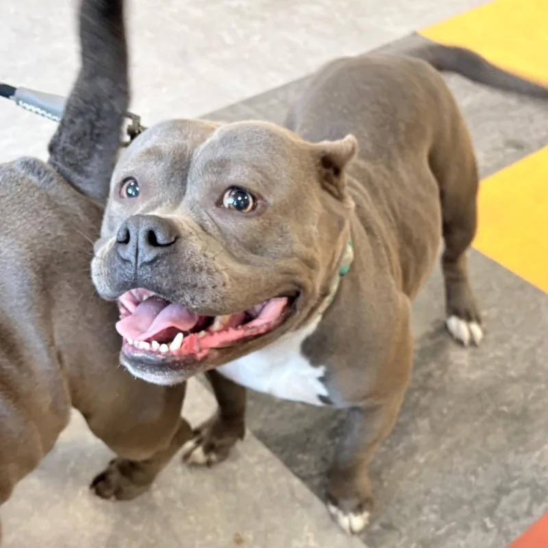 An adult medium-sized female Gray / Blue / Silver Mixed Breed dog named Juliet for adoption in Philadelphia, PA