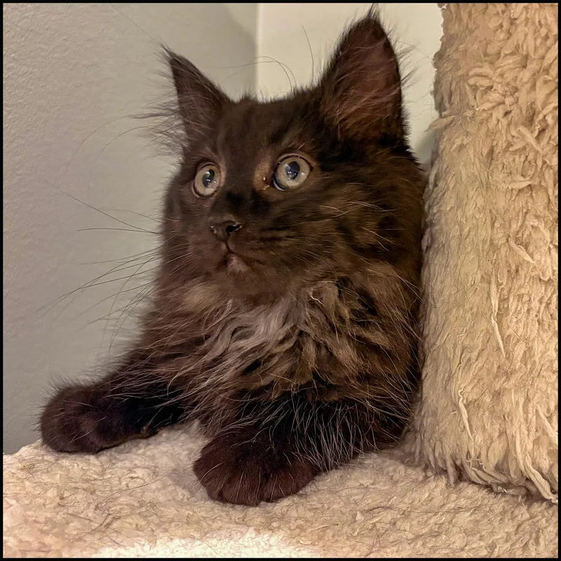 A young medium-sized male Black Domestic Long Hair cat named Fluffernutter for adoption in Roswell, GA