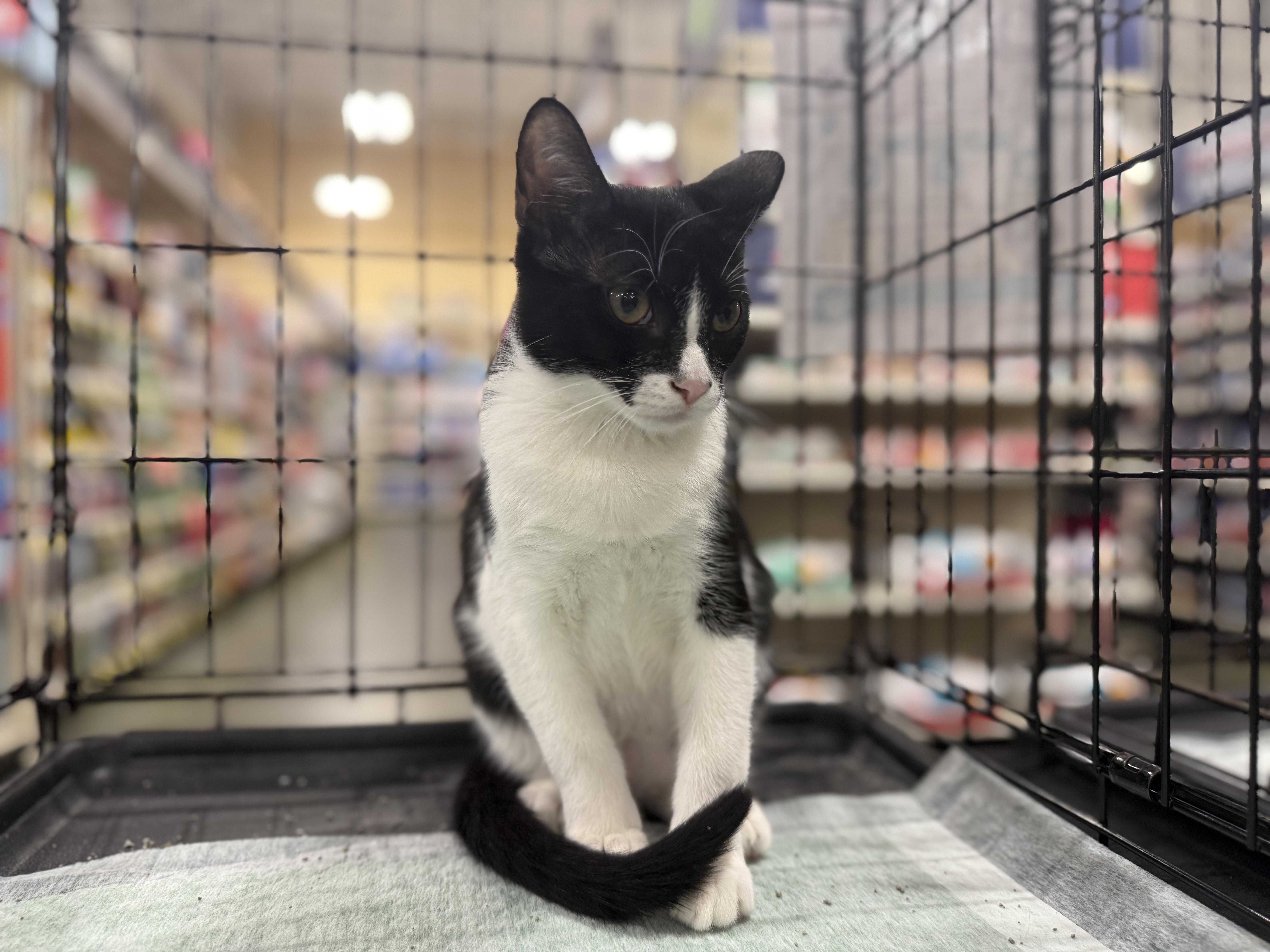 A young medium-sized male Black & White / Tuxedo Domestic Short Hair cat named Mini Wheat for adoption in Intercession city , FL