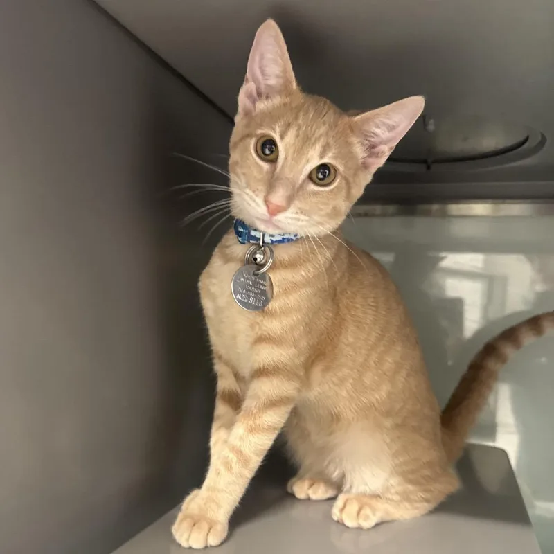 A baby small-sized male Domestic Short Hair cat named NCR Batwing for adoption in Port Washington, NY